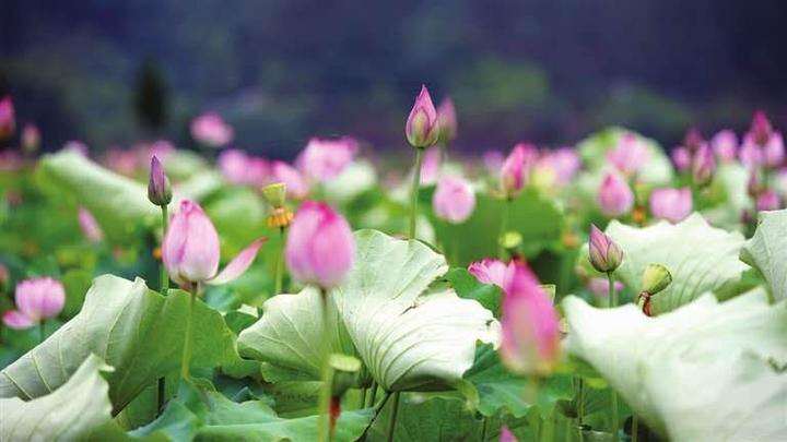 拂塵養生_養生拂塵全套背向演練_養生拂塵36式背面教學